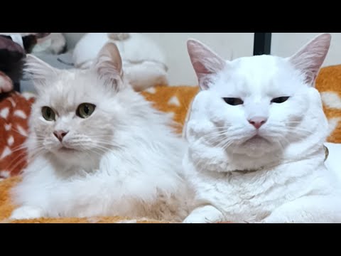 もふたま がライブ配信中！　2026年2月20日 サムネイル