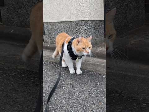 新入り猫に説教する猫元野良猫チャチャ 猫武将 ねこ ネコ cat サムネイル