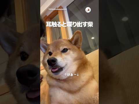 耳を触るとお喋りスイッチ入る柴｜PECO サムネイル