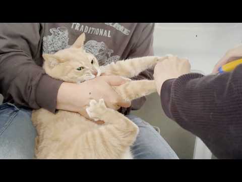 とうとう奥の手でも凶暴になった猫に途方に暮れるお父さんとお母さん サムネイル