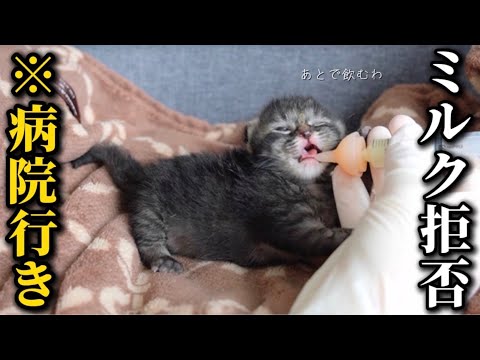 【異変】保護した子猫が突然ミルクを飲まなくなりました…