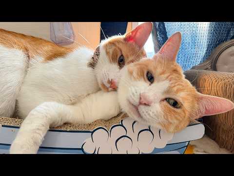 台風が直撃している時、我が家では猫の上に猫が乗っていました。