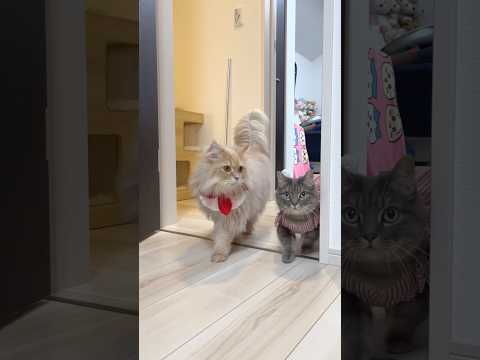 Valentine Date with These Cats？🐈💌 shorts cat cats valentine… サムネイル