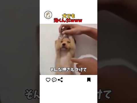 子犬にそんなことしないでwww サムネイル