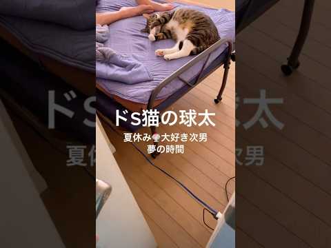 次男を好きな猫cats shorts 球太 サムネイル