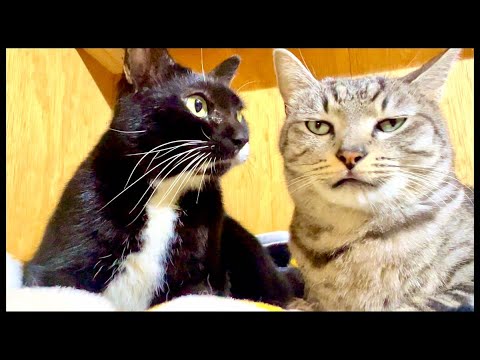 99%が5分で眠くなる😴 猫のゴロゴロCAT×Water Wood ASMR サムネイル