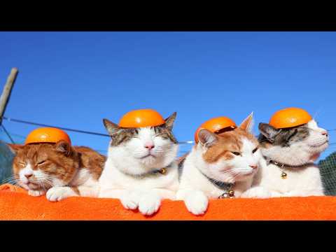 いよかんぼうし　のせ猫　260404 サムネイル