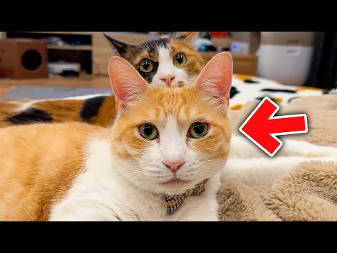 ロビンのことが好きすぎる猫たちが、ロビンを巡って争いを始めてしまいました。 サムネイル