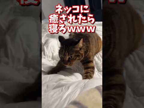 ネッコの動画で癒されたら寝ろｗｗｗ　2ch  動物  猫 癒やし ねこ動画 サムネイル