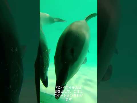 閉館後のイルカの様子… おたる水族館 バンドウイルカ 右がレンカ、左がメリー サムネイル