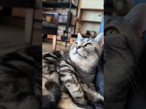 アメショーのラッテ アメショ アメリカンショートヘア 猫と暮らす家猫との暮らし猫 サムネイル