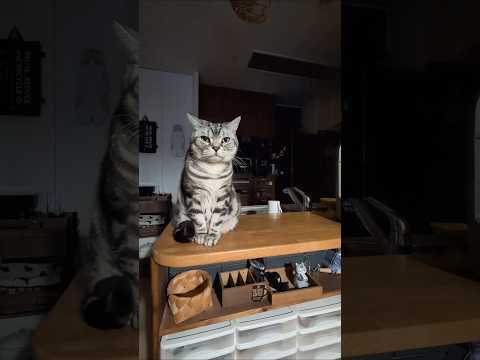 アメショーのラッテ アメショ アメリカンショートヘア 猫と暮らす家猫との暮らし猫 サムネイル