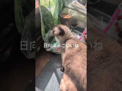 シャム猫shorts funny cat ガッツcat しゃむねこ シャム猫ミックス