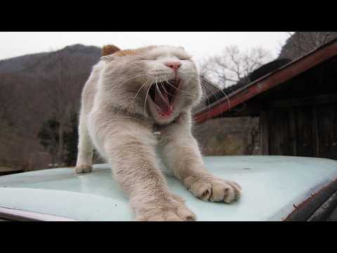 かご猫LIVE配信　2026年6月26日