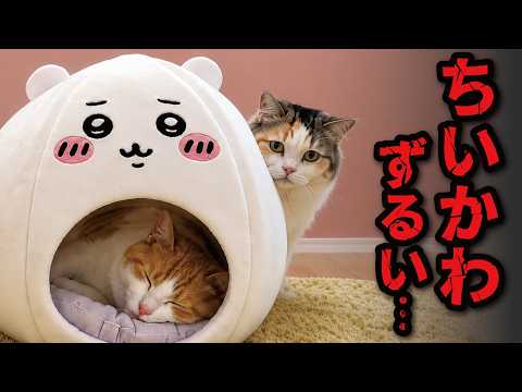 ちいかわのベッドを買ってあげたら大失敗!!!!
