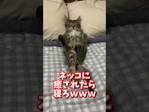 ネッコの動画で癒されたら寝ろｗｗｗ　2ch  動物  猫 癒やし ねこ動画 サムネイル