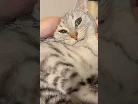 最新トレンド！帰宅後に癒される猫たちの神回動画