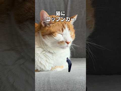｢猫にコップンカー｣猫あるある