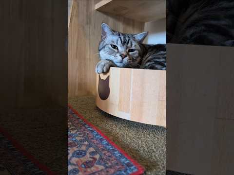 アメショーのラッテ アメショ アメリカンショートヘア ＃猫との暮らし猫と暮らす家猫 サムネイル