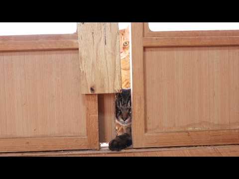 ちろに戸を開けてもらうクロ　260524 サムネイル