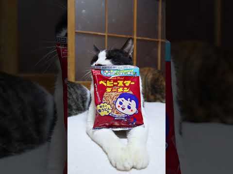 ベビースターラーメン＜純子の焼うどん味＞　260409　のせ猫　 cat　 cute　 ネコ　 猫のいる暮らし　 ねこ… サムネイル