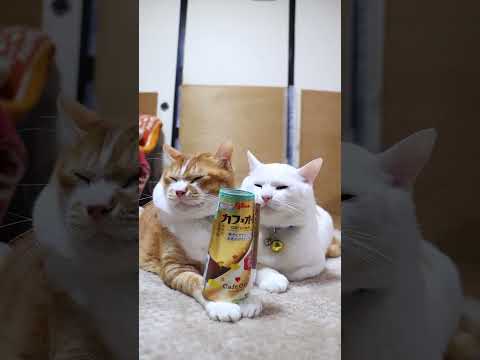 江崎グリコ カフェオーレ　260129　のせ猫　 cat cute ねこ　 ネコ　 猫のいる暮らし　 cutecat… サムネイル