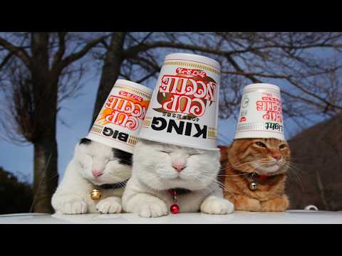 かご猫LIVE配信　2026年04月17日 サムネイル