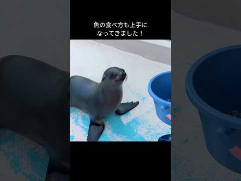 【カリフォルニアアシカ】ジョイの離乳トレーニング【サンシャイン水族館】shorts 水族館 サムネイル