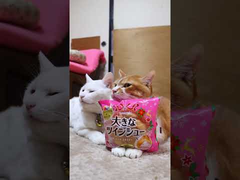 大きなツインシュー　ダブルベリークリーム＆ホイップ　251227 cat ねこ cute　 猫のいる暮らし　 ネコ… サムネイル