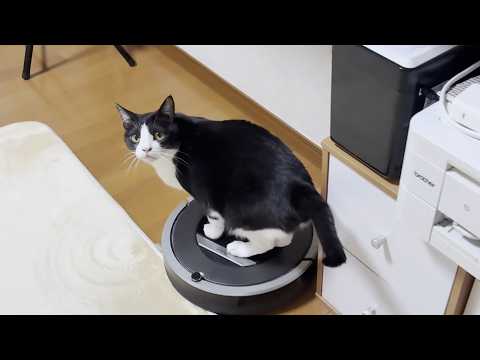 ルンバを止めると撫でてもらえると思っている猫 サムネイル