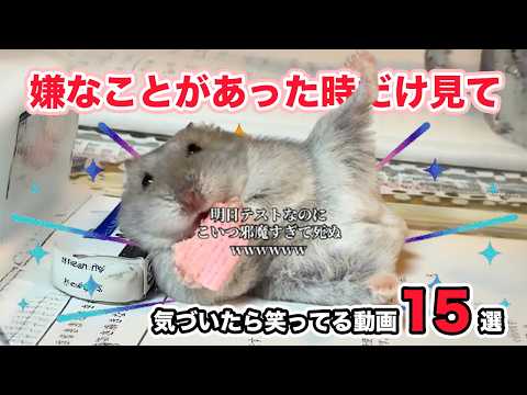 【あなたの心へ処方🌸】嫌なことがあった時に見る動画｜PECO サムネイル