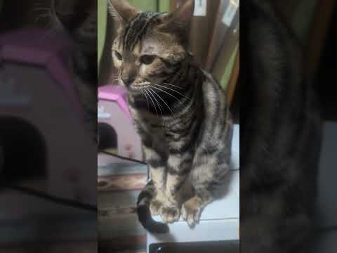ベンガル猫ジンギスカンshorts cat funny 猫ミャク子 サムネイル