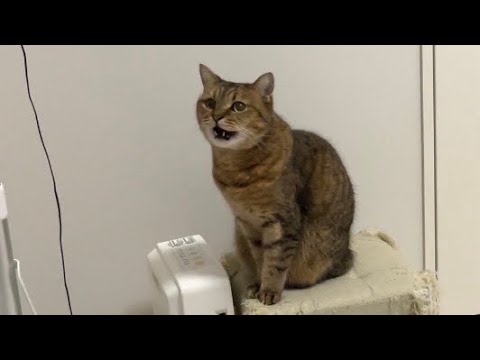 ナゾの猫語が止まらない猫を是非とも一緒にご覧下さい…