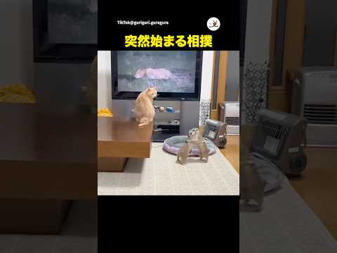 ミーアキャットが相撲はじめた｜PECO サムネイル