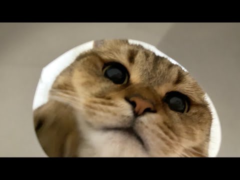 猫の鼻息を感じてみないかい？ サムネイル