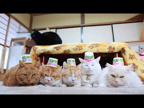 牧場の朝ヨーグルト　260501 サムネイル