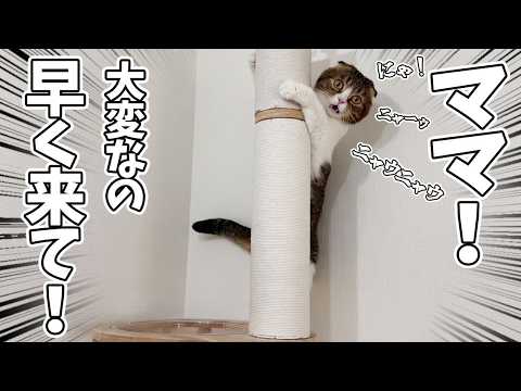 猫が鳴いて呼ぶので何事かと行ってみたらパパ猫が大変なことになっていました！