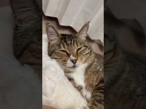 パンチくん、おり応援してるよがんばれパンチ サムネイル