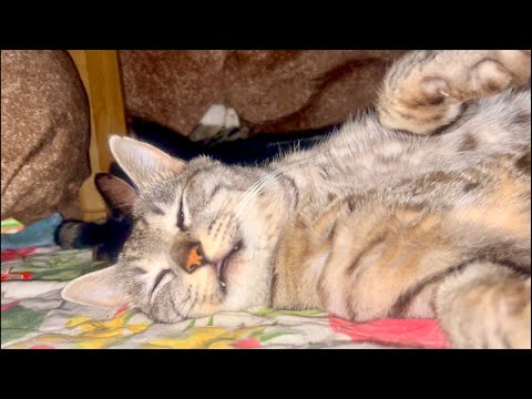 99%が5分で眠くなる｜猫×水の音ASMR Deep Relax ASMR｜Cat Purring & Wooden… サムネイル
