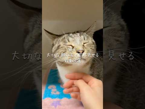 猫が大切な飼い主にだけ見せる行動3選 猫 ねこ 猫のいる暮らし 保護猫 猫好きさんと繋がりたい 雑学 豆知識 VOIC… サムネイル