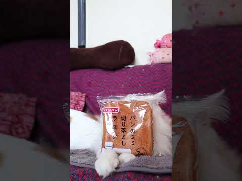 パンのミミ切り落としラスク　260418　のせ猫　 cat　 cute　 ネコ　 cutecat　 ねこ　 猫のいる暮… サムネイル