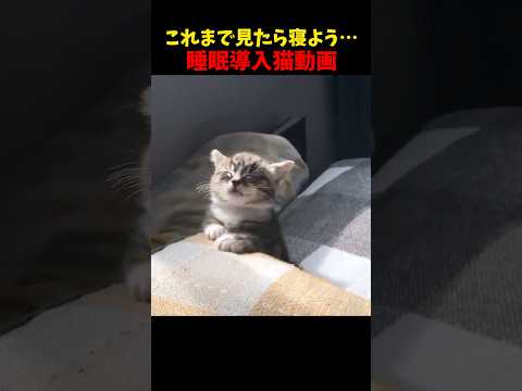 これが最後です…💤 猫 cat cats cute サムネイル