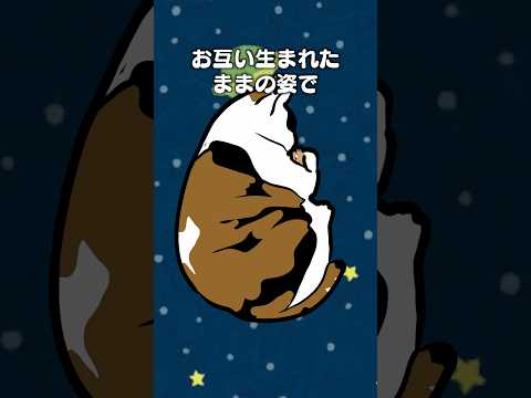 ｢ヌード＆ヌード｣猫あるある サムネイル