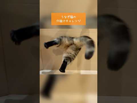 話題沸騰！うなぎ猫の魅力的な穴抜けチャレンジ