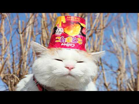 かご猫LIVE配信　2026年5月15日 サムネイル