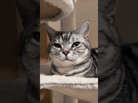 アメショーのラッテ アメショ アメリカンショートヘア 猫と暮らす家猫との暮らし猫 サムネイル