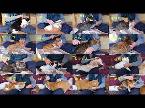 16匹の猫をブラッシング　260331 サムネイル