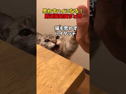 猫も思わずハイタッチ！✋️ サムネイル