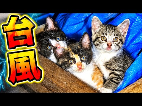 ゴミ屋敷に台風が直撃したら子猫たちに異変が。。