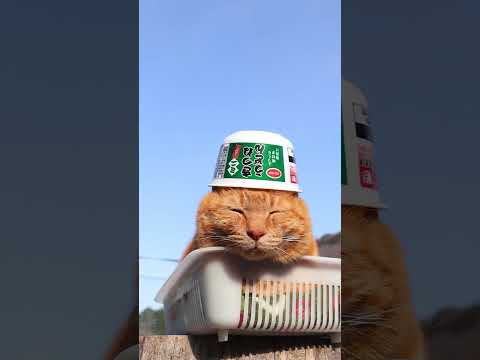 ＣＯ・ＯＰ ミニ　きつねうどん　260408　のせ猫　 cat　 cute　 猫のいる暮らし　 ネコ　 ねこ　 猫… サムネイル